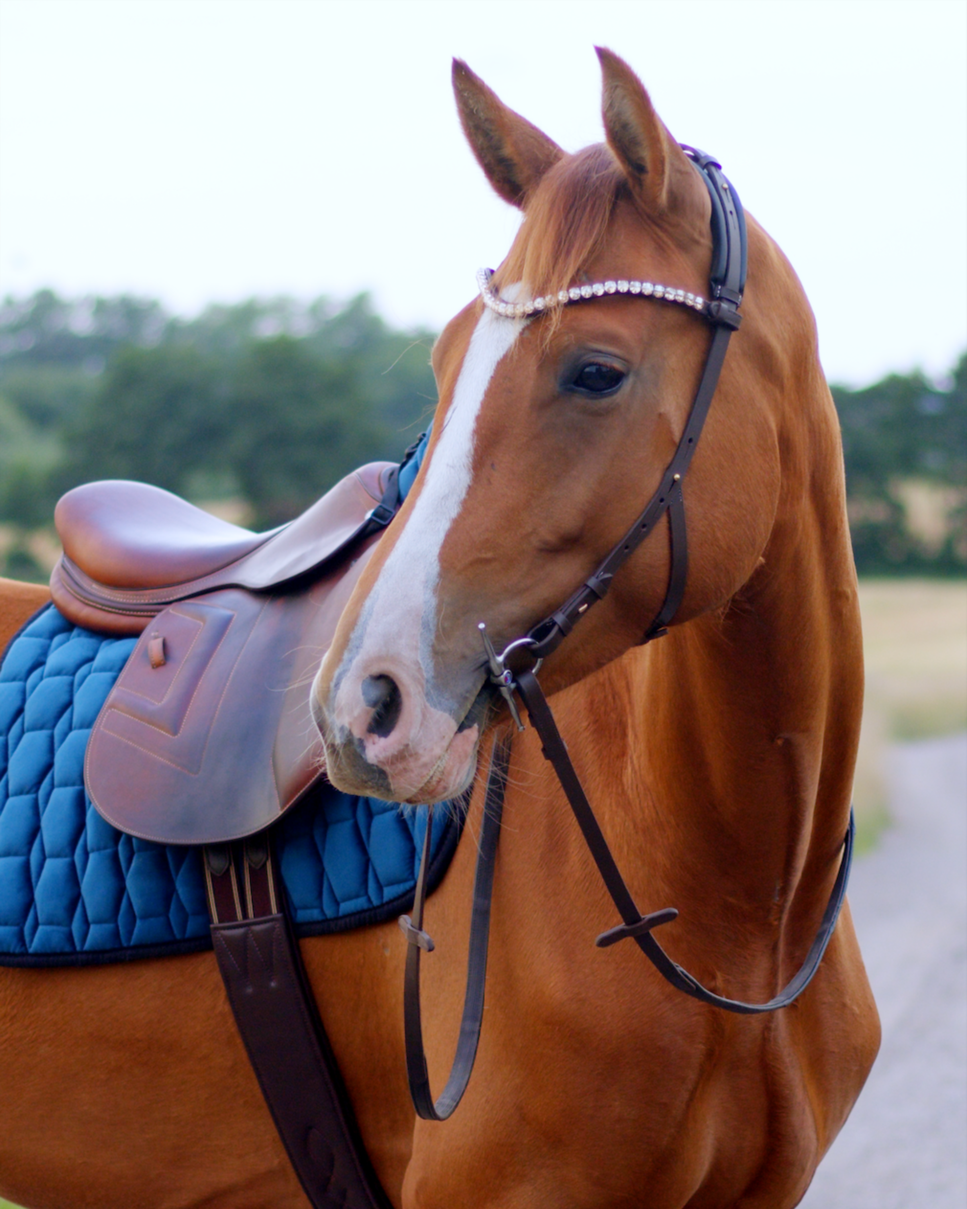 BRIDLES