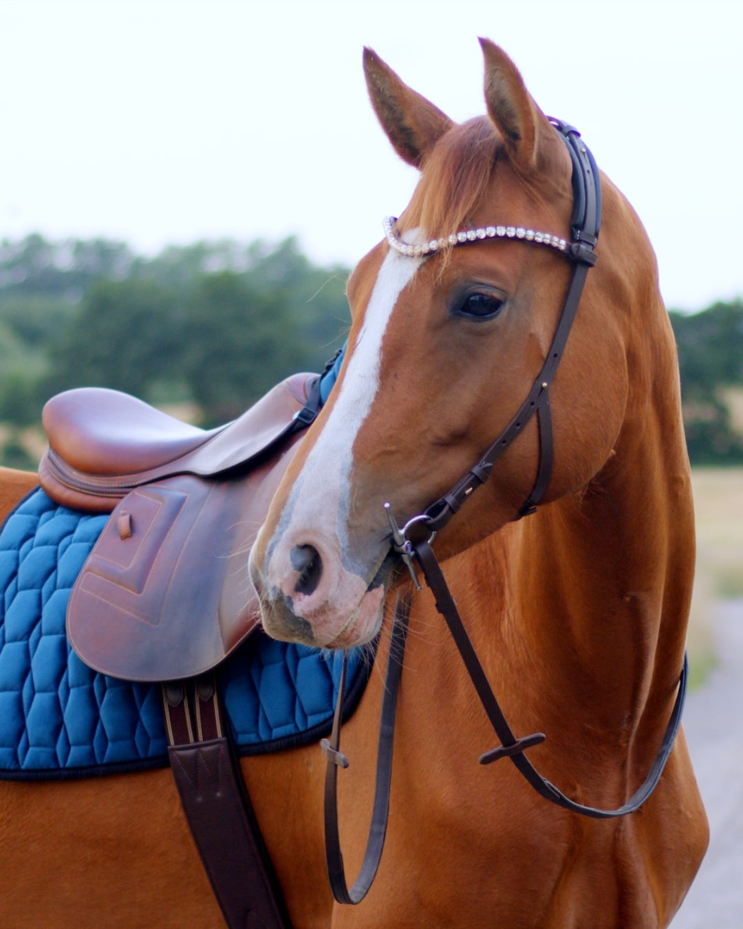 Eos Modular Bridle · Brown