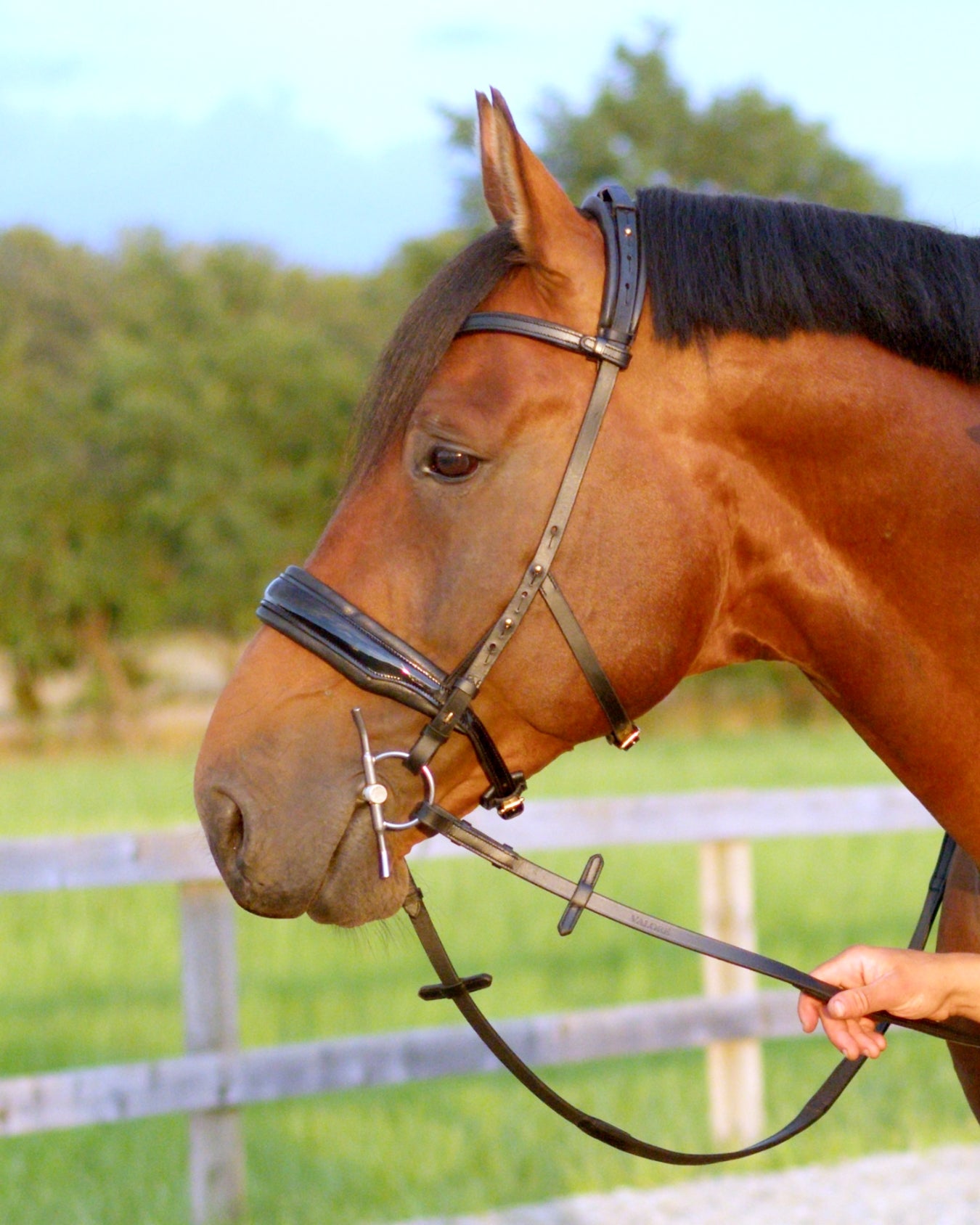 Eos Modular Bridle · Black
