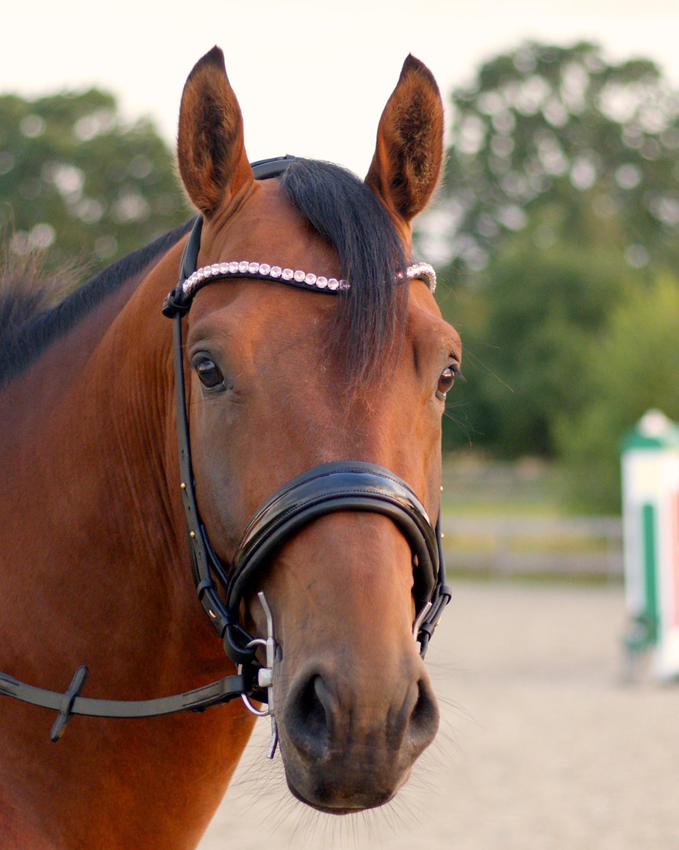 Eos Modular Bridle · Black