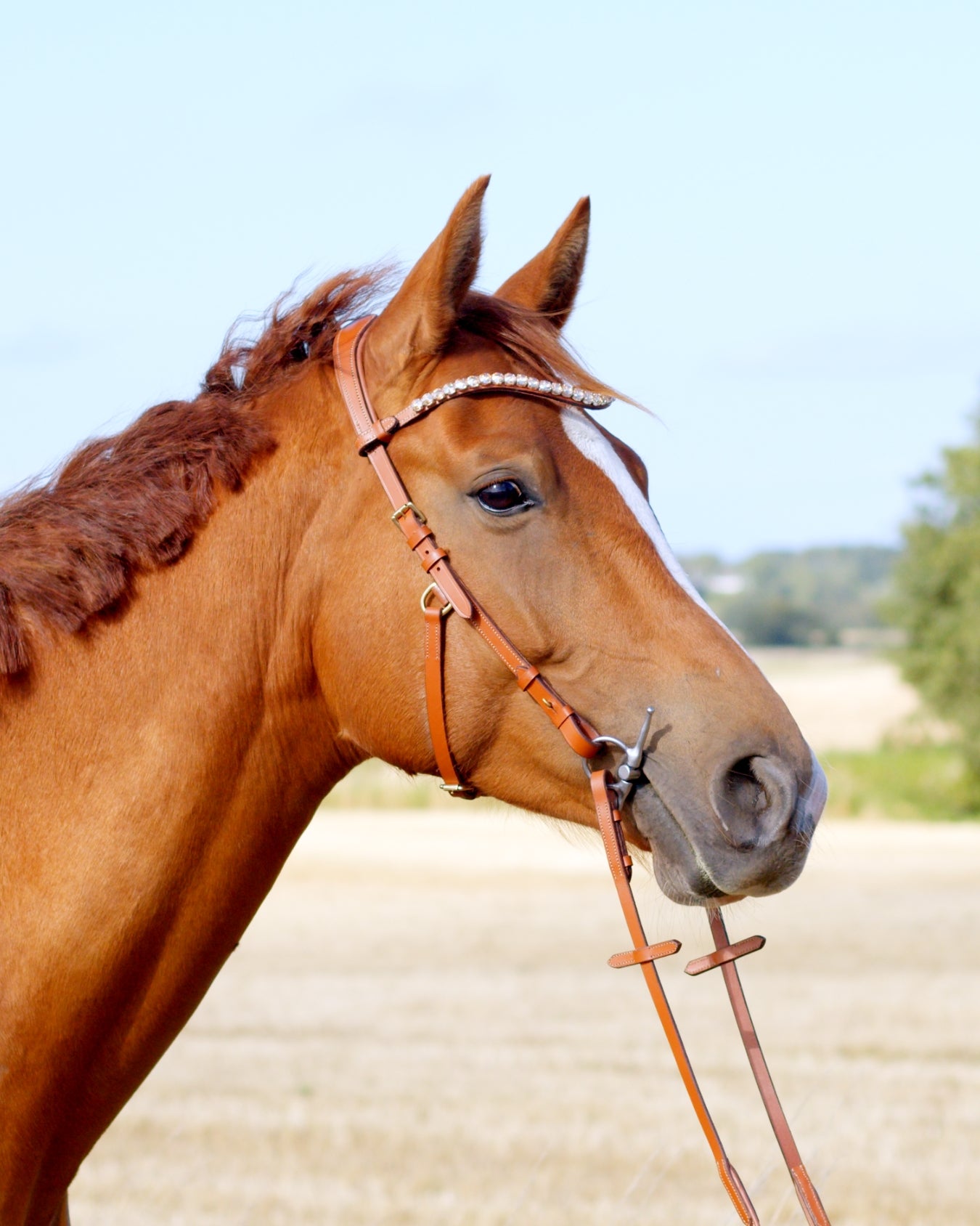 Zenith Freedom Bridle · Tan