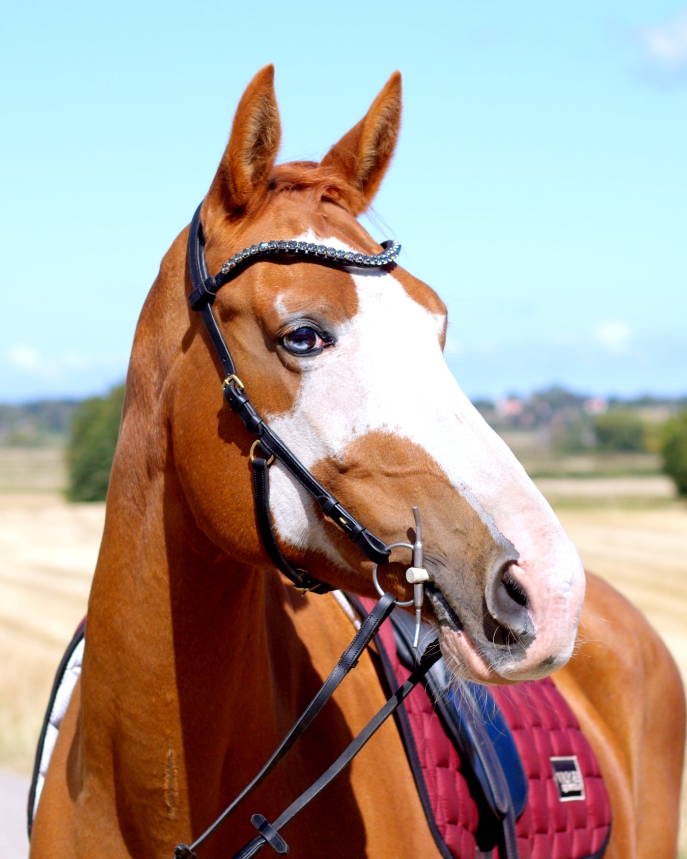 Zenith Freedom Bridle · Black
