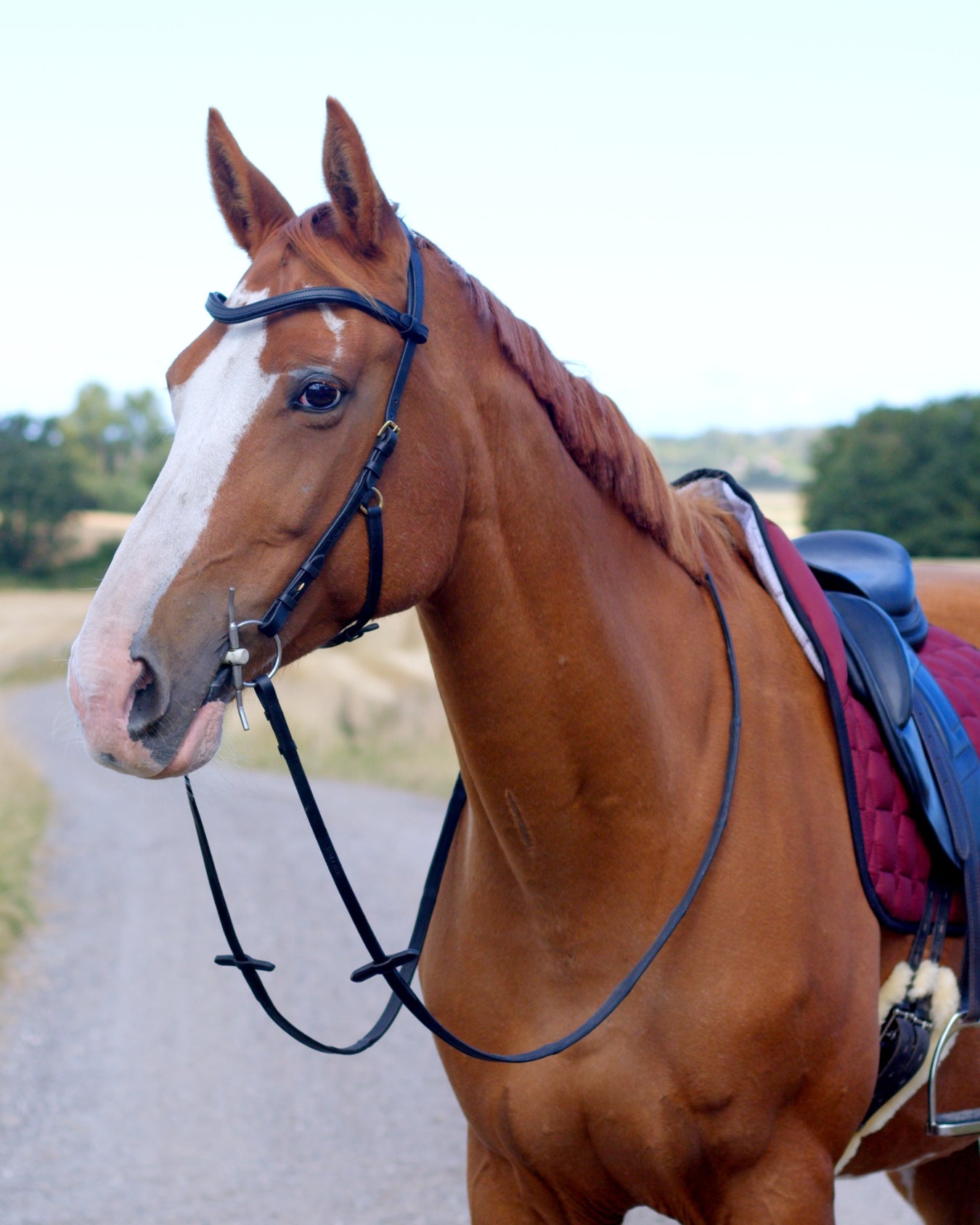 Zenith Freedom Bridle · Black
