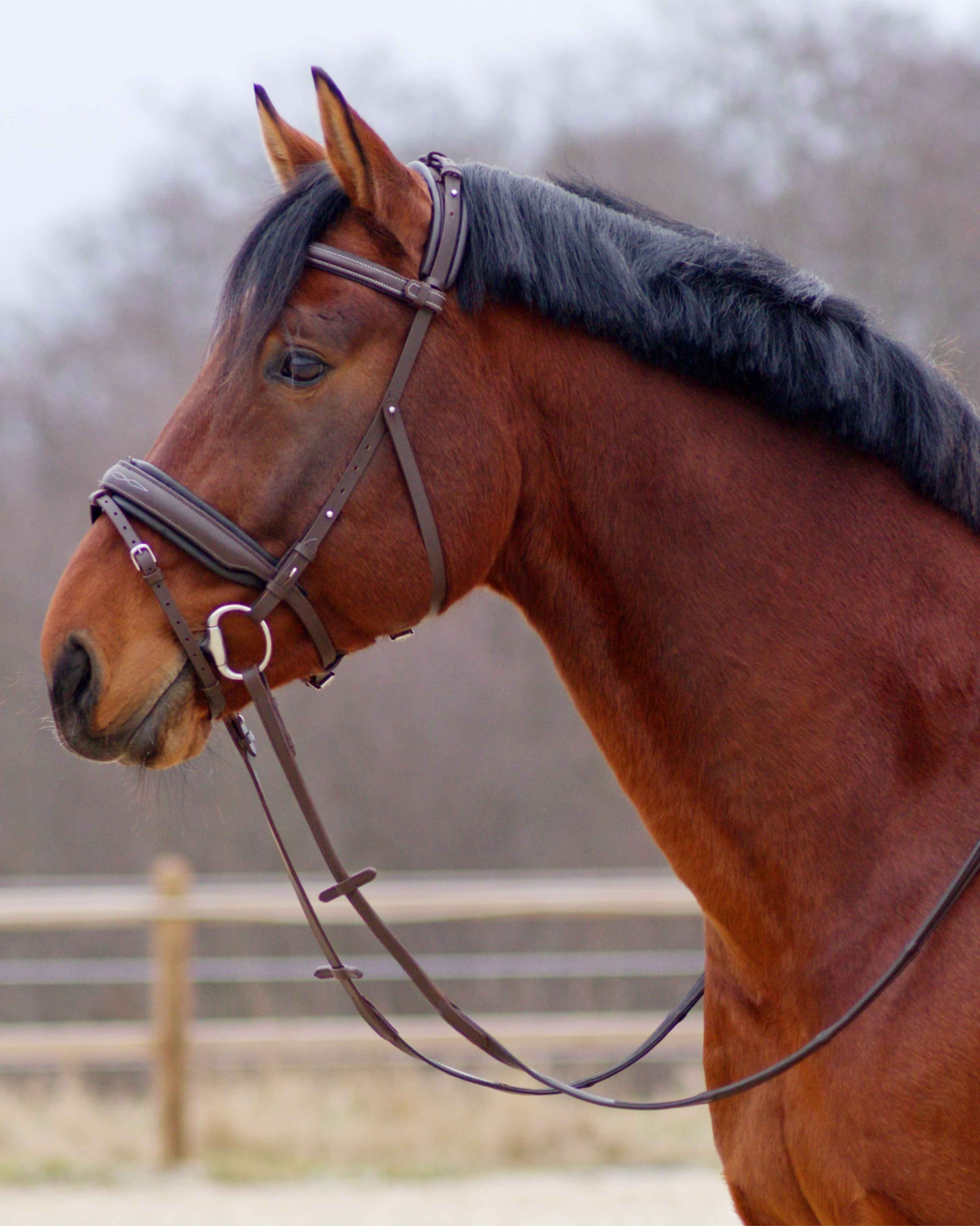 Eos Bridle · Brown  · Noseband with stitches · Silver hardware