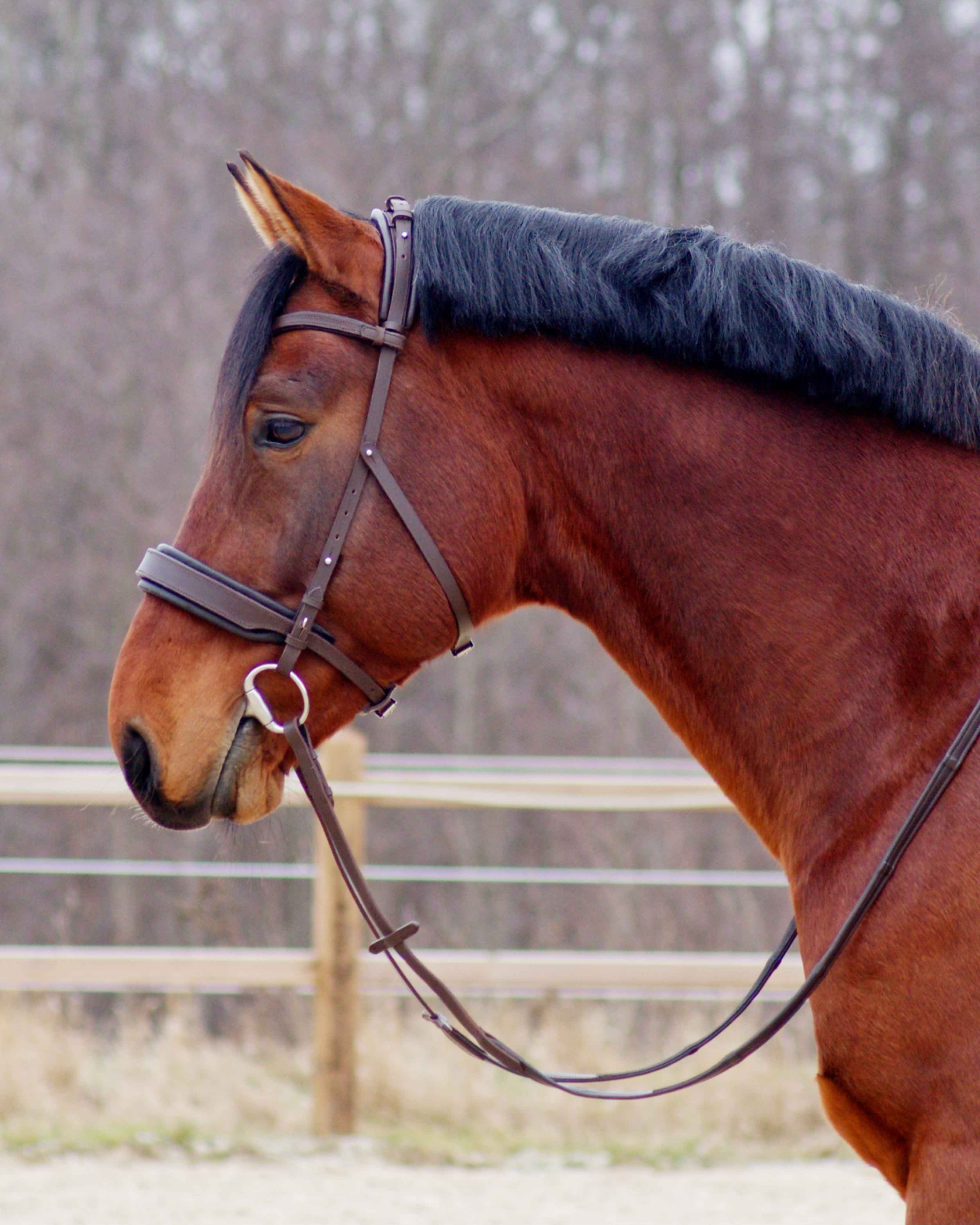Eos Bridle · Brown  · Noseband with plain leather · Silver hardware