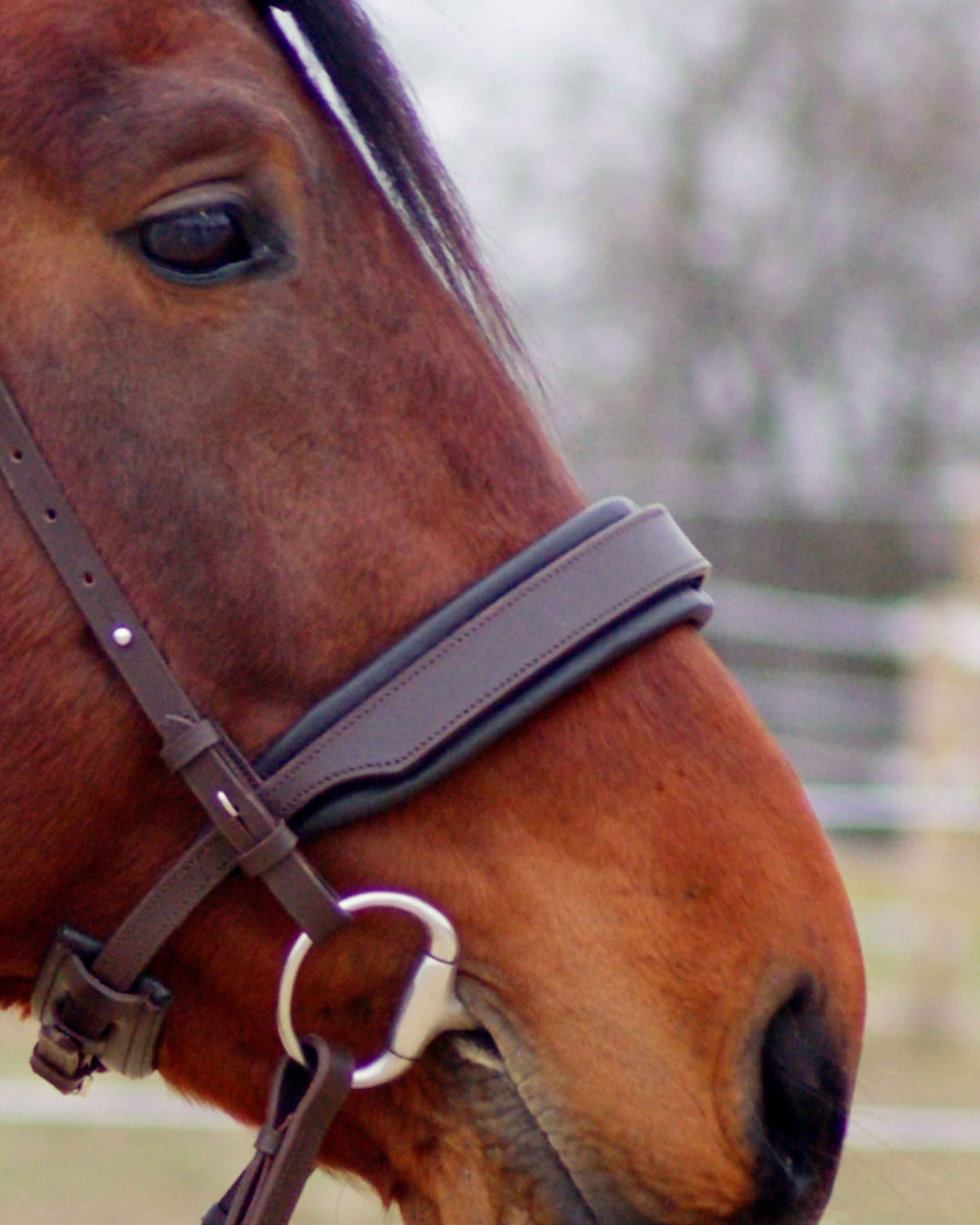 Eos Bridle · Brown  · Noseband with plain leather · Silver hardware