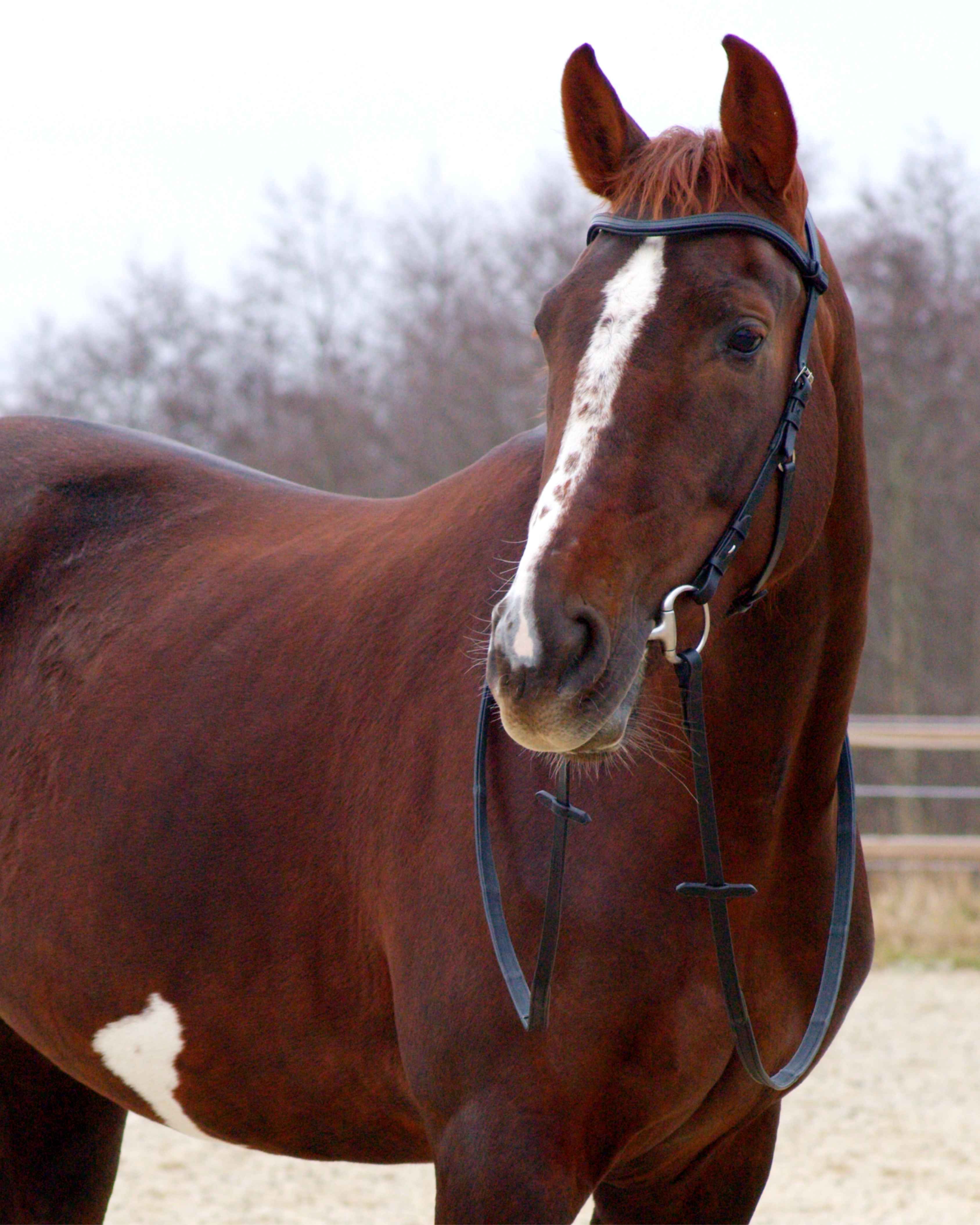Zenith Freedom Bridle · Black · Silver Hardware