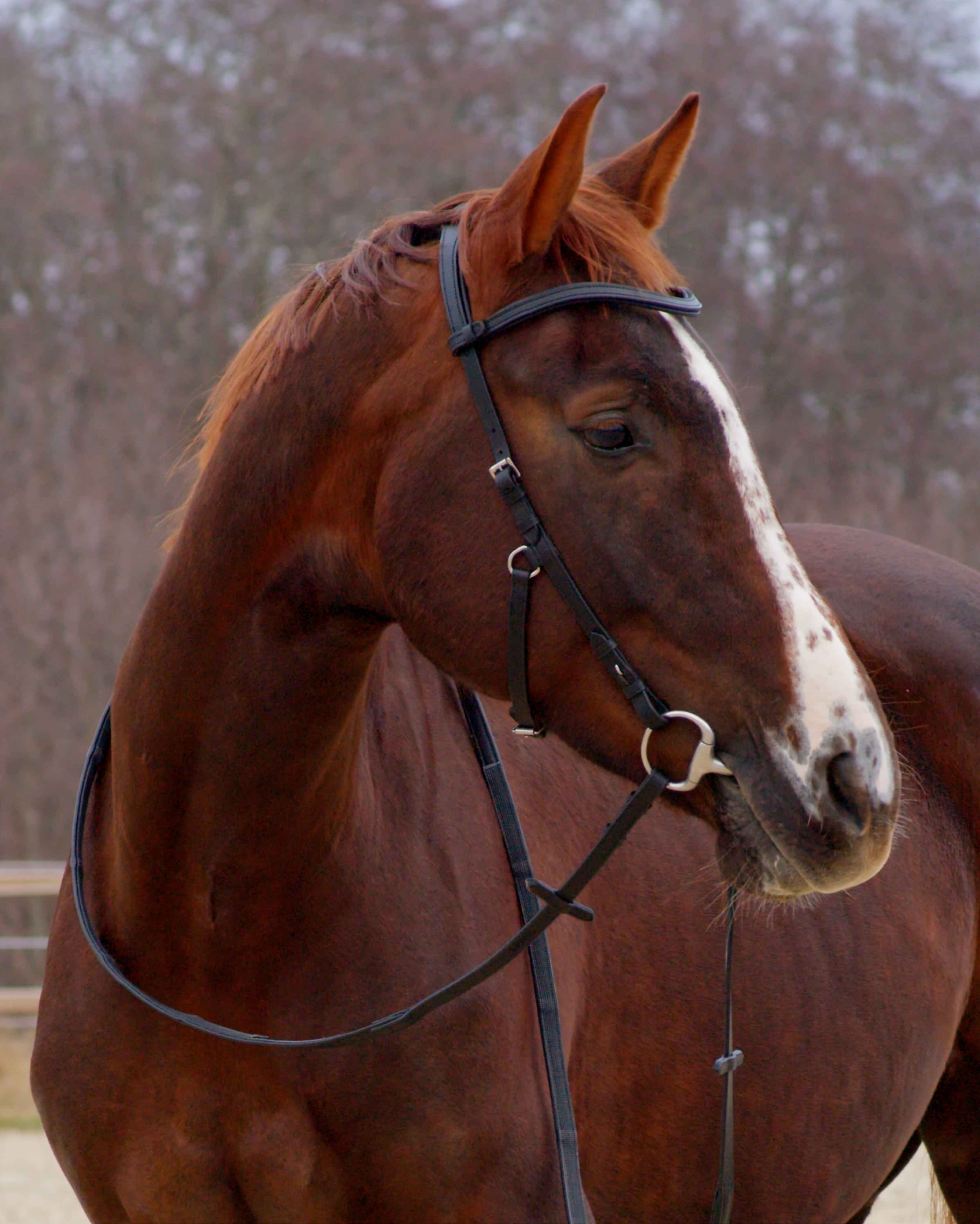 Zenith Freedom Bridle · Black · Silver Hardware