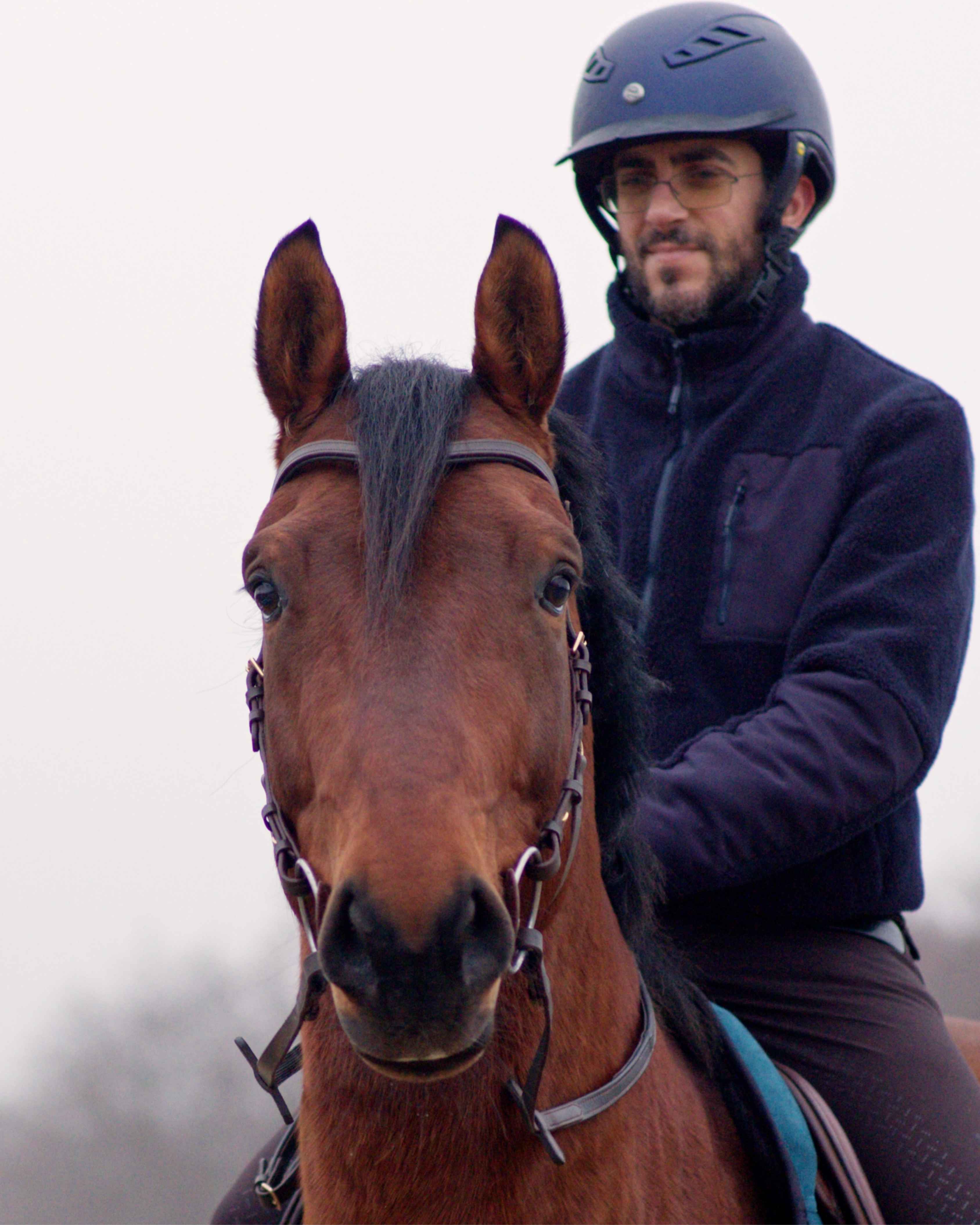 Zenith Freedom Bridle · Brown · Brass Hardware