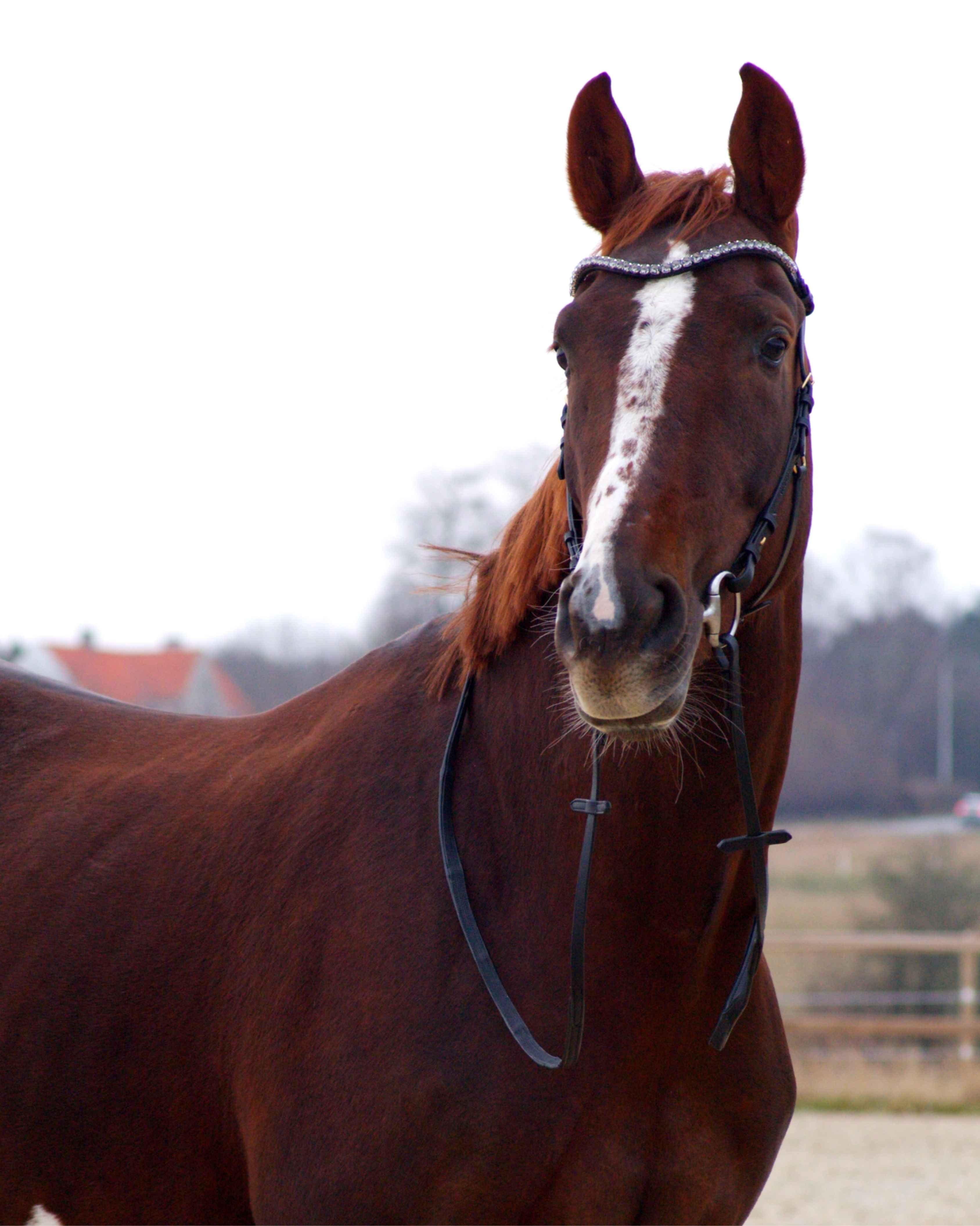 Zenith Freedom Bridle · Black · Brass Hardware