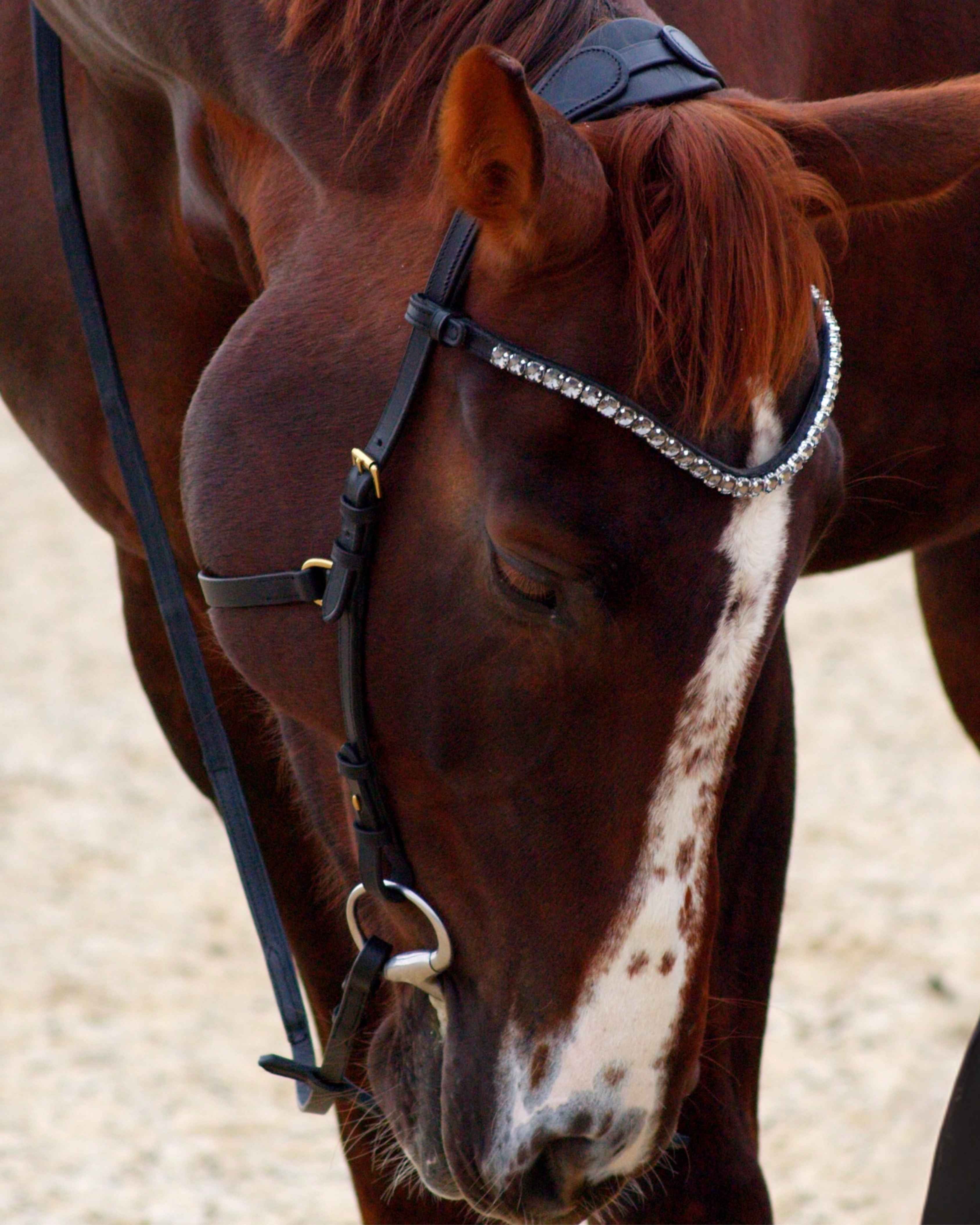 Zenith Freedom Bridle · Black · Brass Hardware