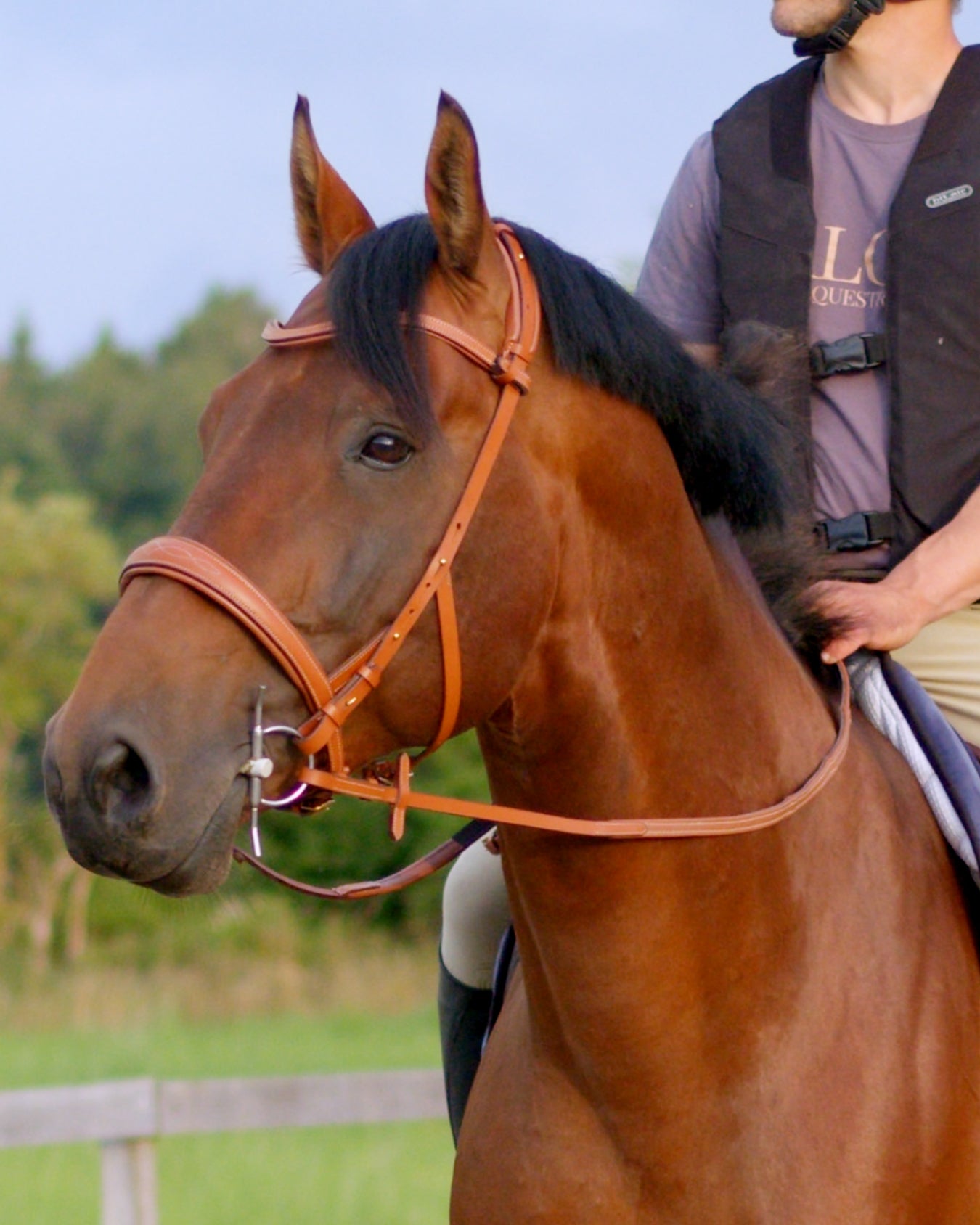 Eos Modular Bridle · Tan