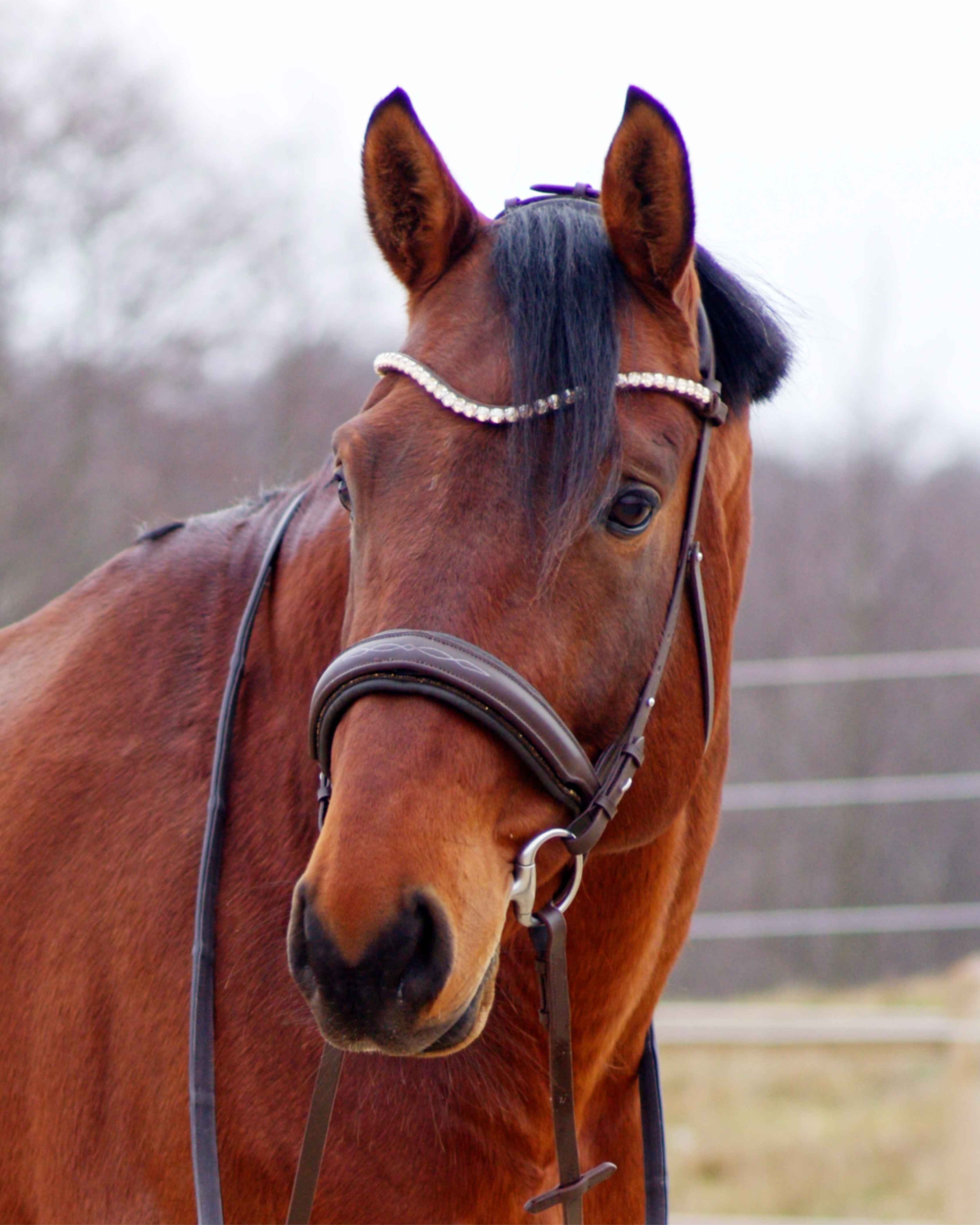 Eos Bridle · Brown  · Noseband with crystals padding · Silver hardware