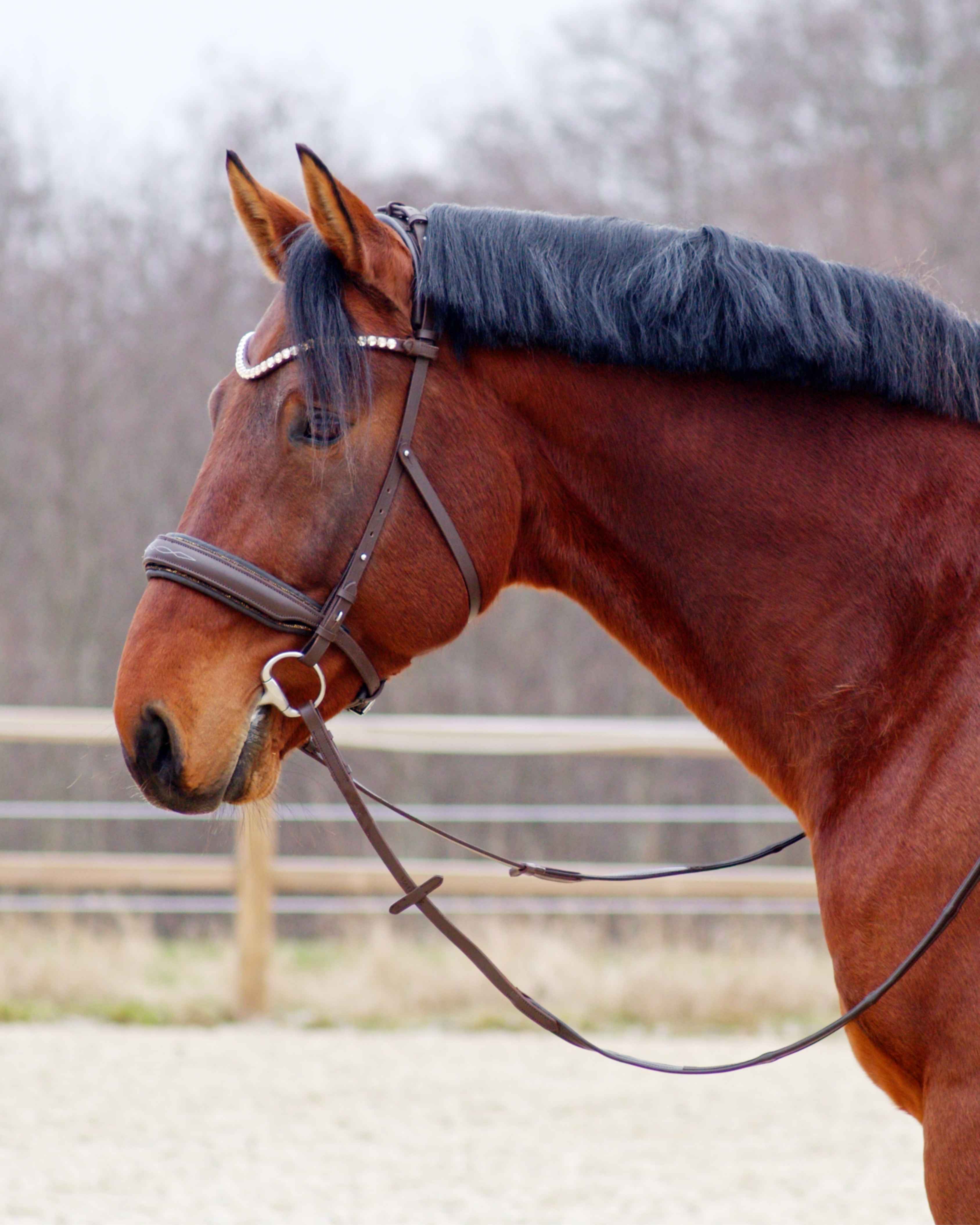 Eos Bridle · Brown  · Noseband with crystals padding · Silver hardware