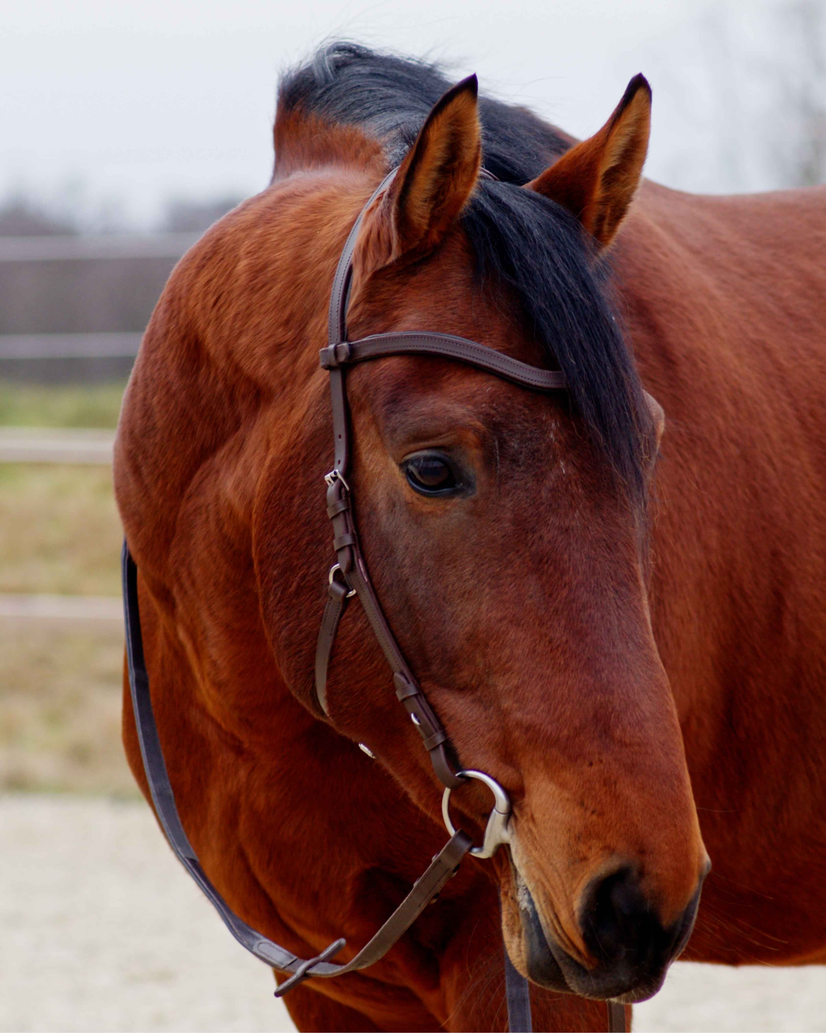Zenith Freedom Bridle · Brown · Silver Hardware