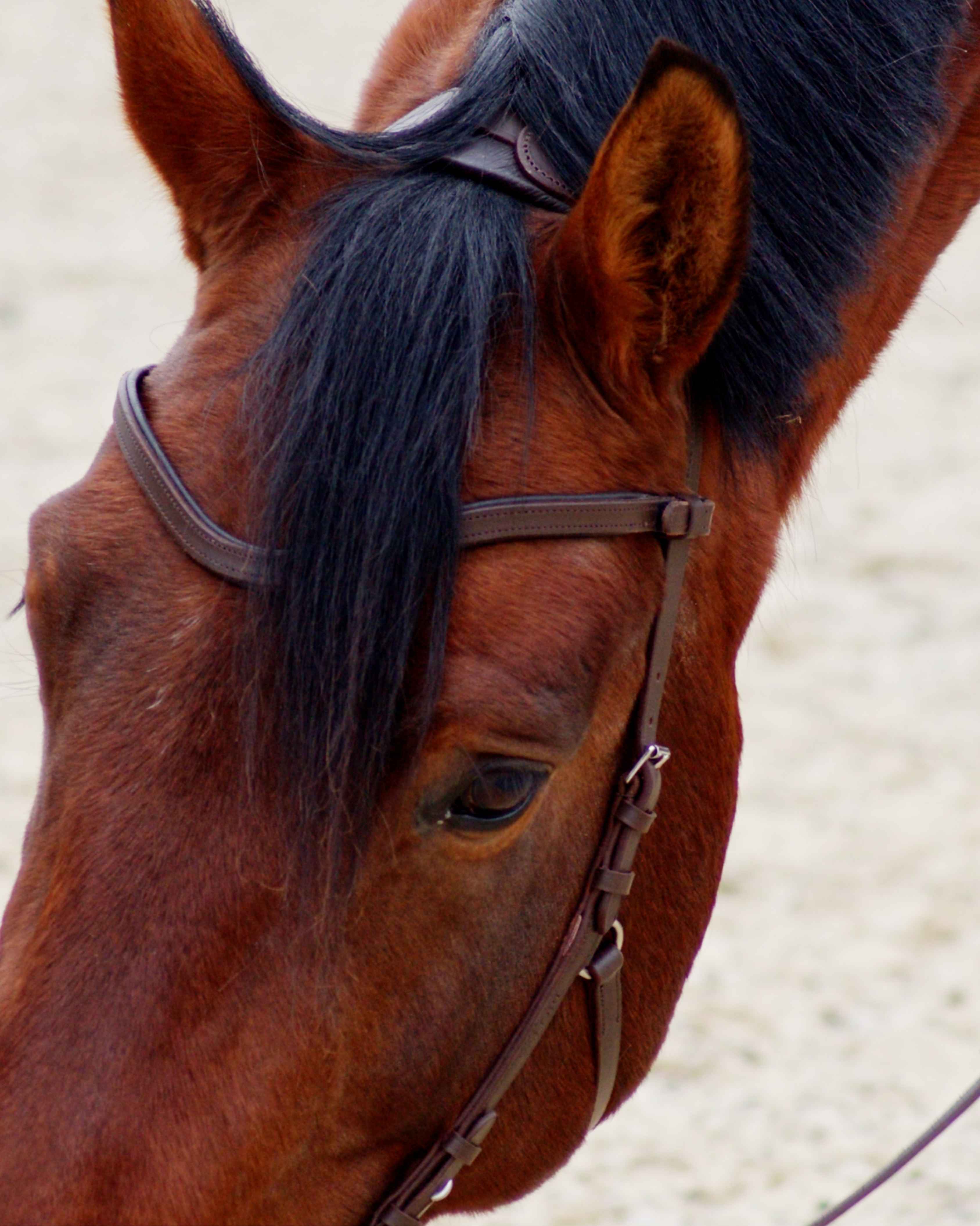 Zenith Freedom Bridle · Brown · Silver Hardware