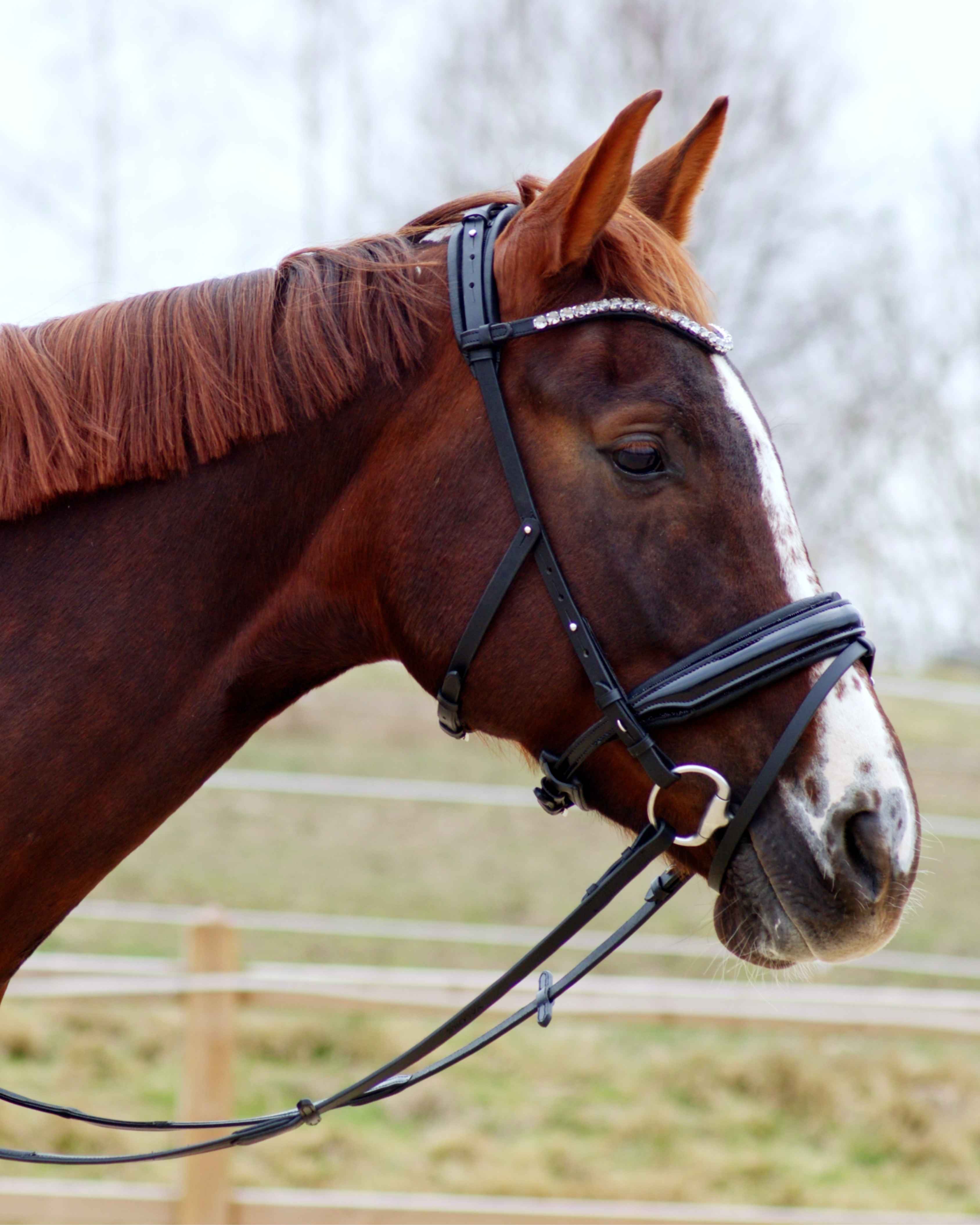 Eos Modular Bridle · Black · Noseband with patent leather and padding with crystals ·Silver Hardware