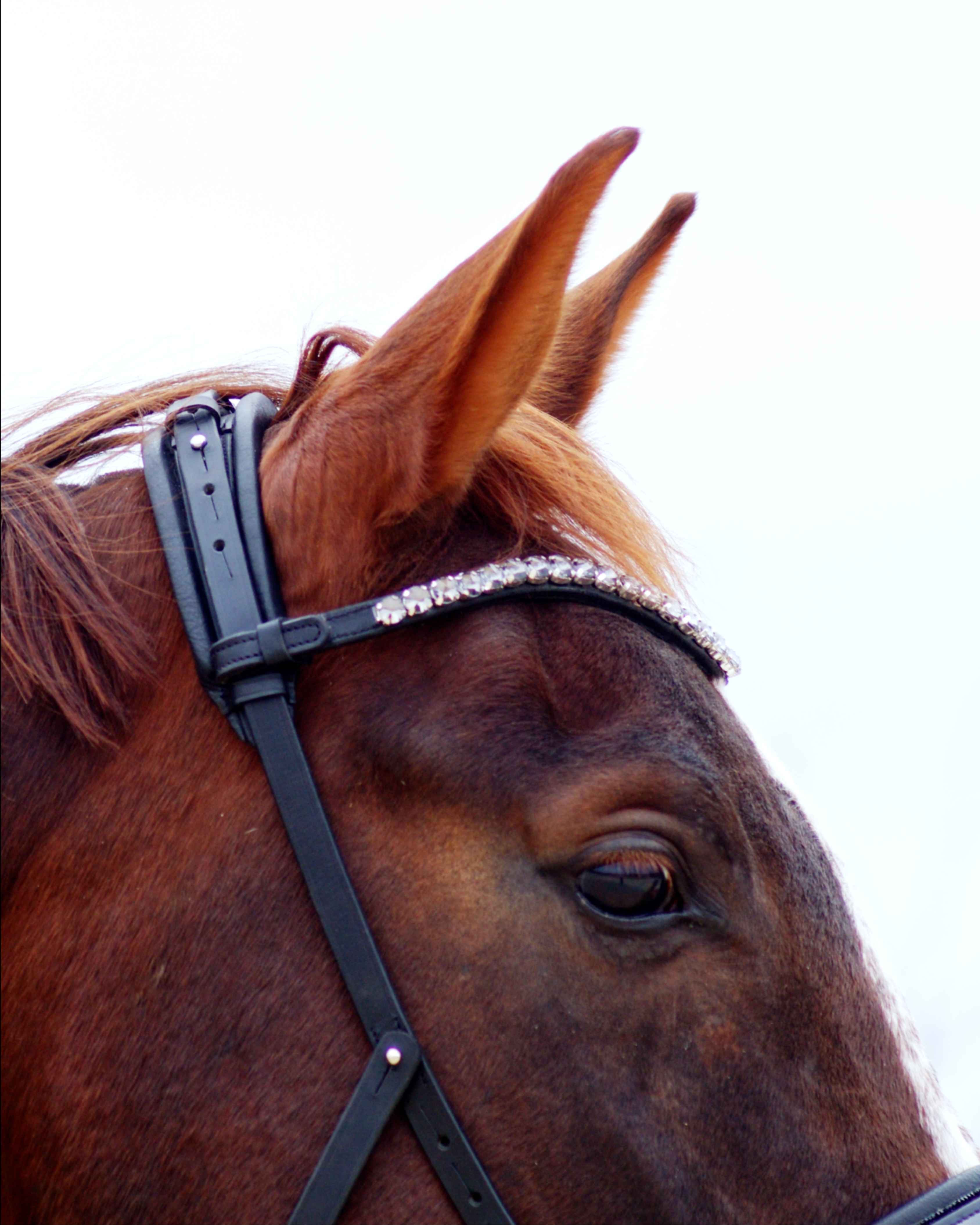 Eos Modular Bridle · Black · Noseband with patent leather and padding with crystals ·Silver Hardware