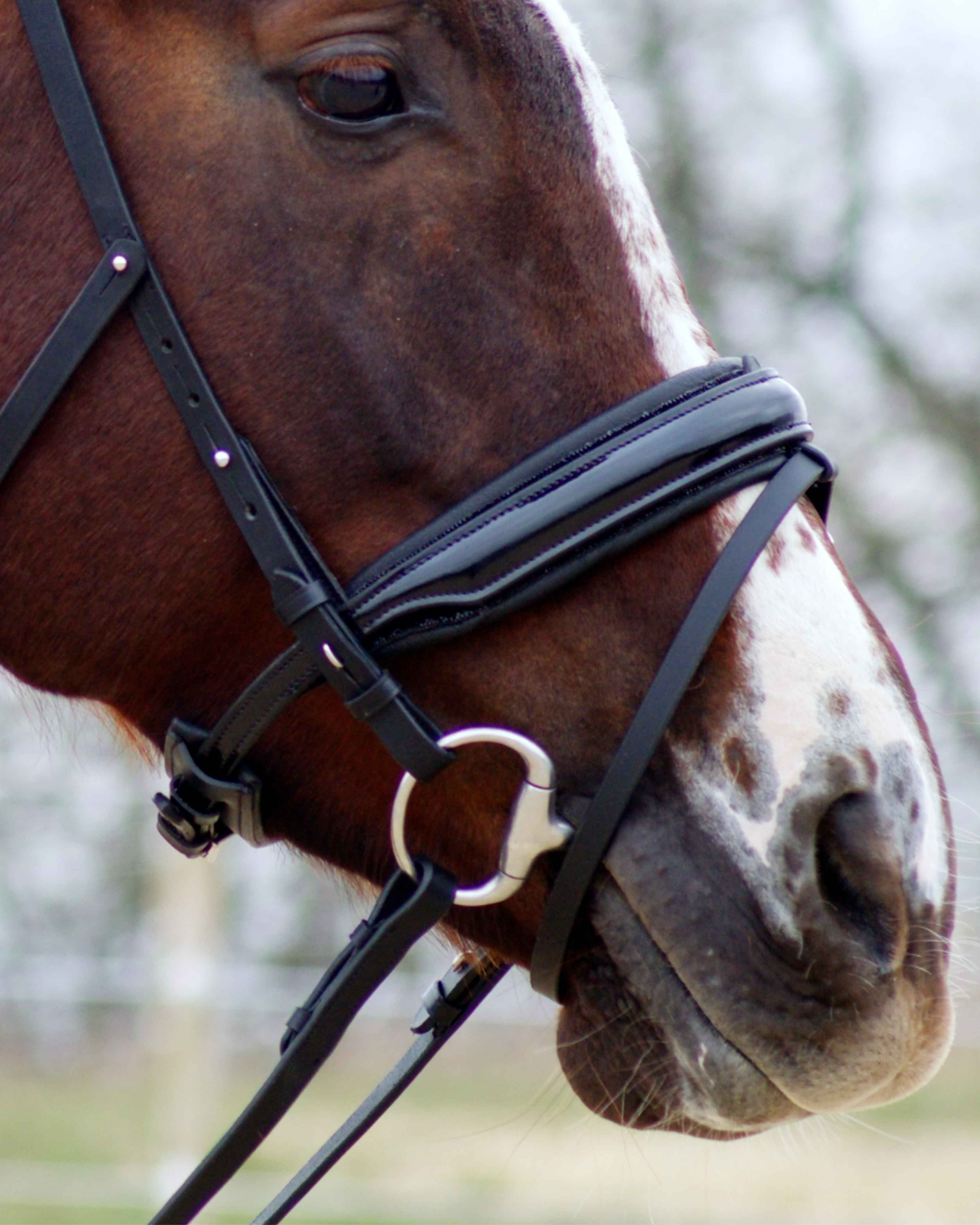 Eos Modular Bridle · Black · Noseband with patent leather and padding with crystals ·Silver Hardware