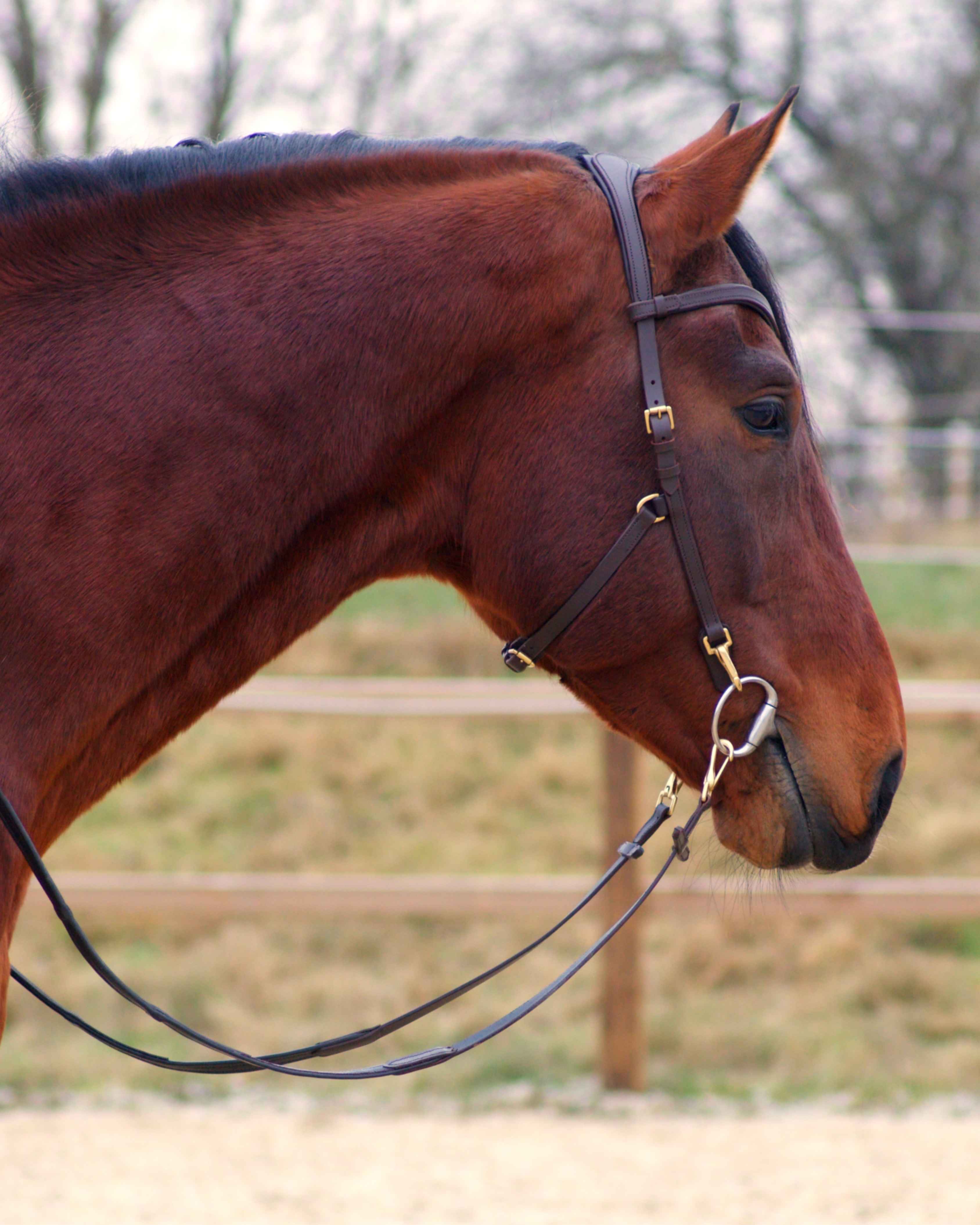 Zenith Freedom Bridle · Brown · Brass Quick Release Snap Hooks