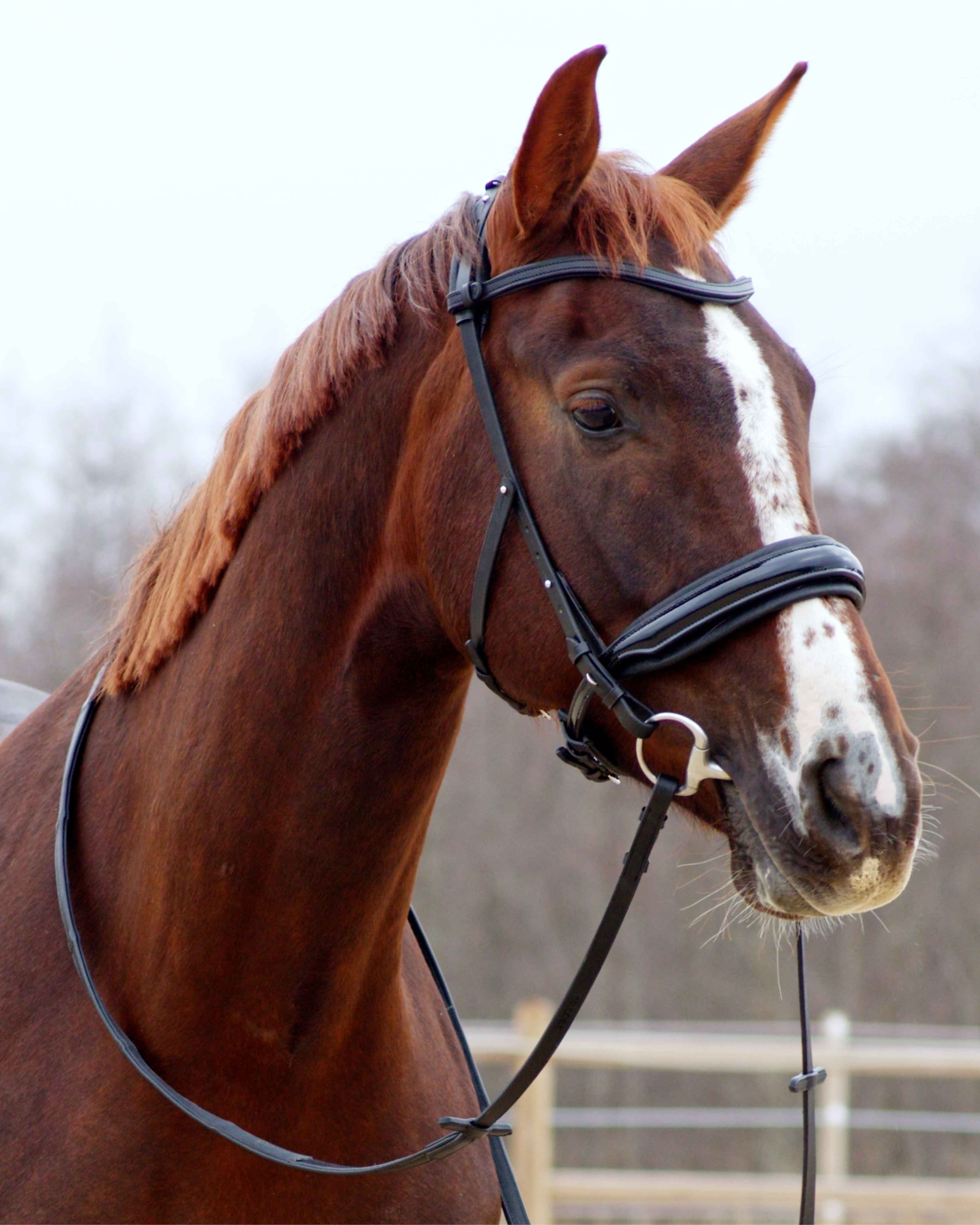 Eos Modular Bridle · Black · Noseband with patent leather ·Silver Hardware