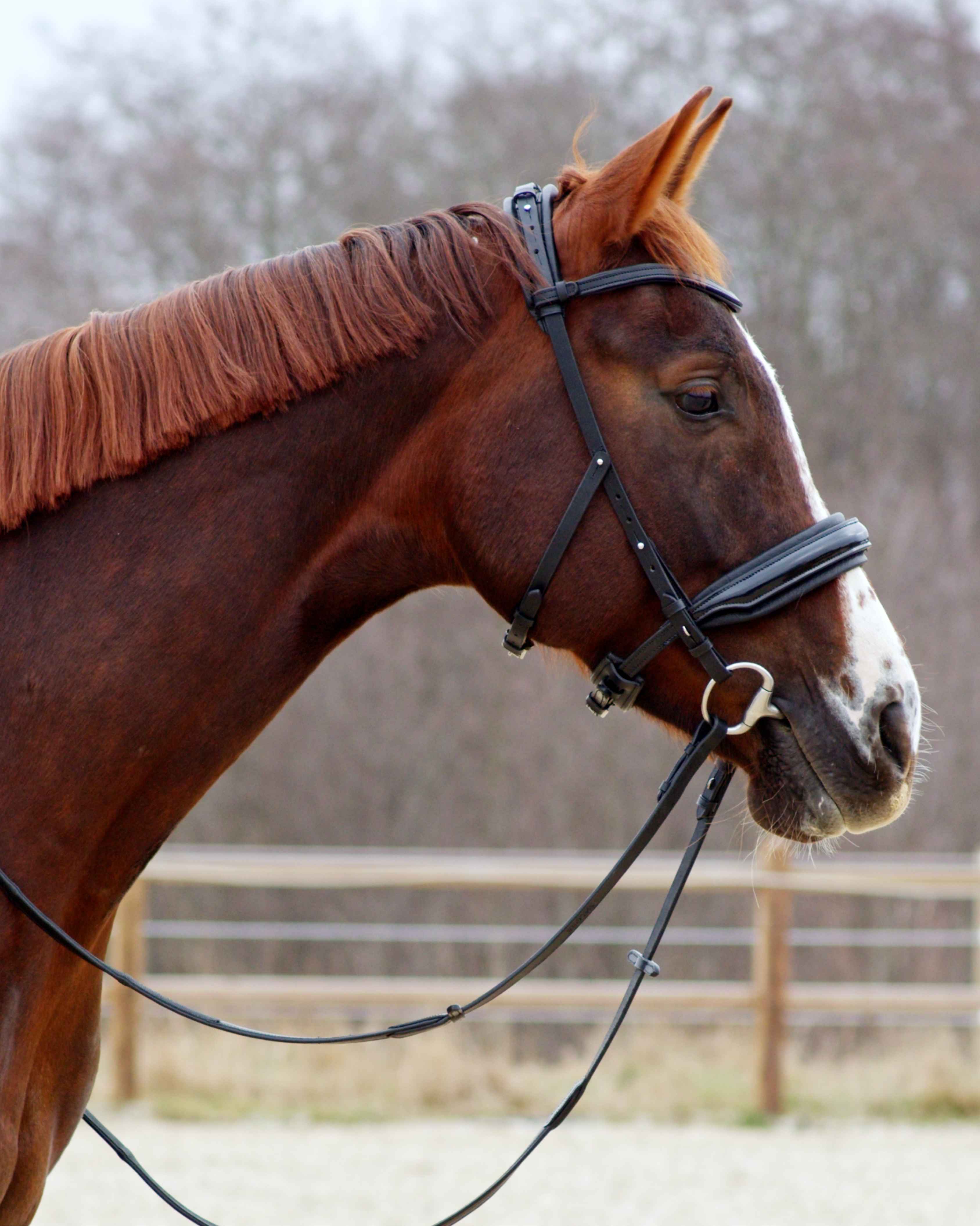 Eos Modular Bridle · Black · Noseband with patent leather ·Silver Hardware