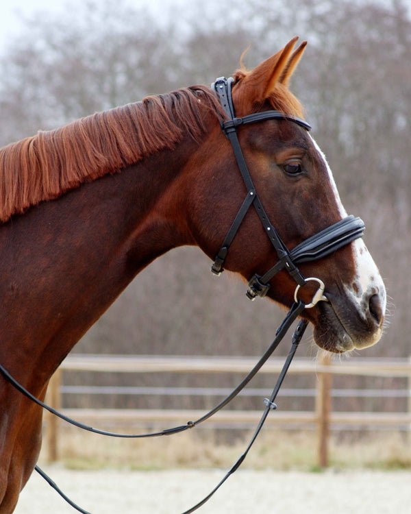 Eos Modular Bridle · Black · Noseband with patent leather ·Silver Hardware